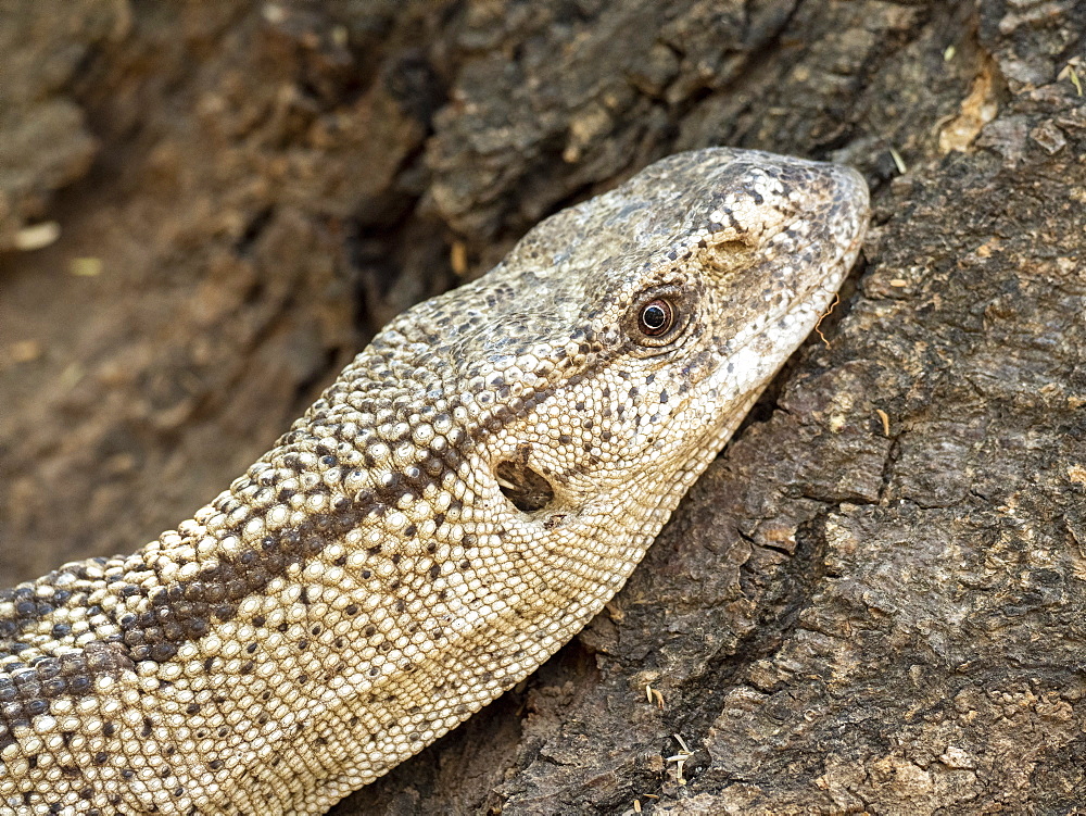 Adult white-throated savanna monitor (Varanus albigularis), head detail, Save Valley Conservancy, Zimbabwe, Africa