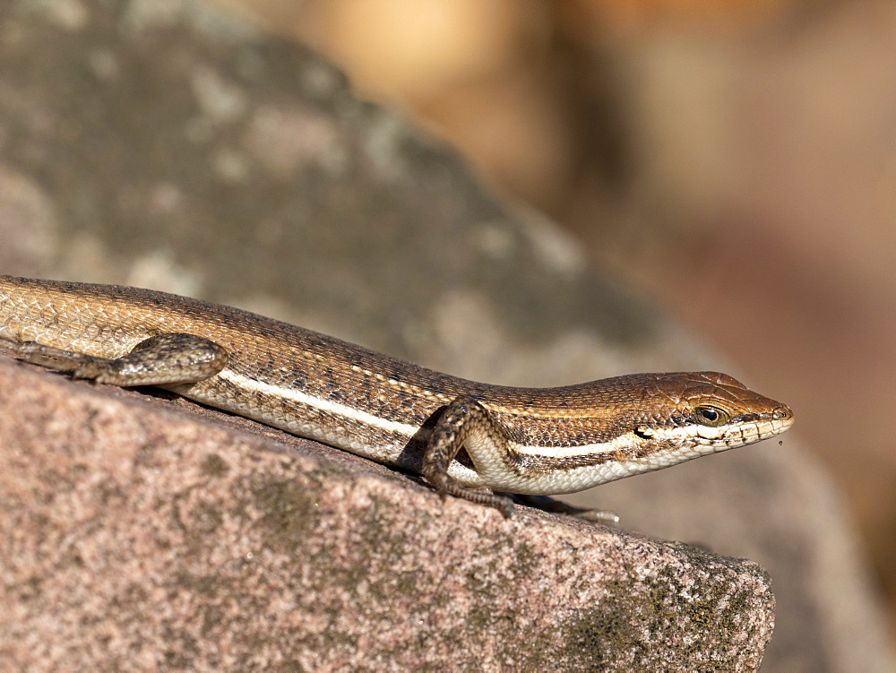 Adult Cape skink (Trachylepis capensis), in the Save Valley Conservancy, Zimbabwe, Africa