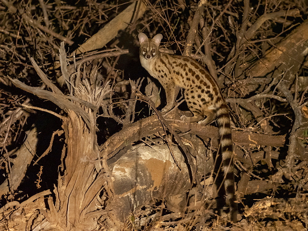 Adult rusty-spotted genet (Genetta maculata), at night in the Save Valley Conservancy, Zimbabwe, Africa