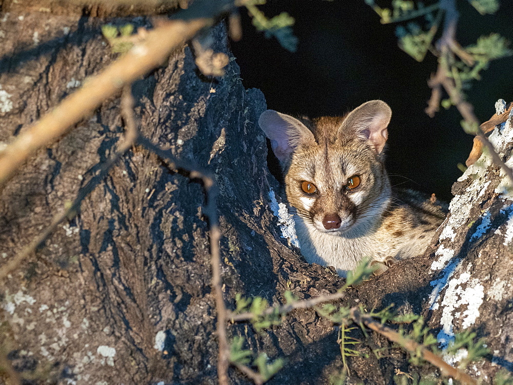 Adult rusty-spotted genet (Genetta maculata), at night in the Save Valley Conservancy, Zimbabwe, Africa