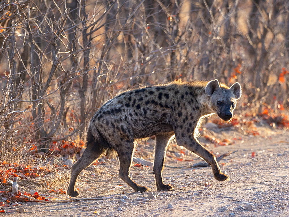 An adult spotted hyena (Crocuta crocuta), stepping out of the bush in Hwange National Park, Zimbabwe, Africa