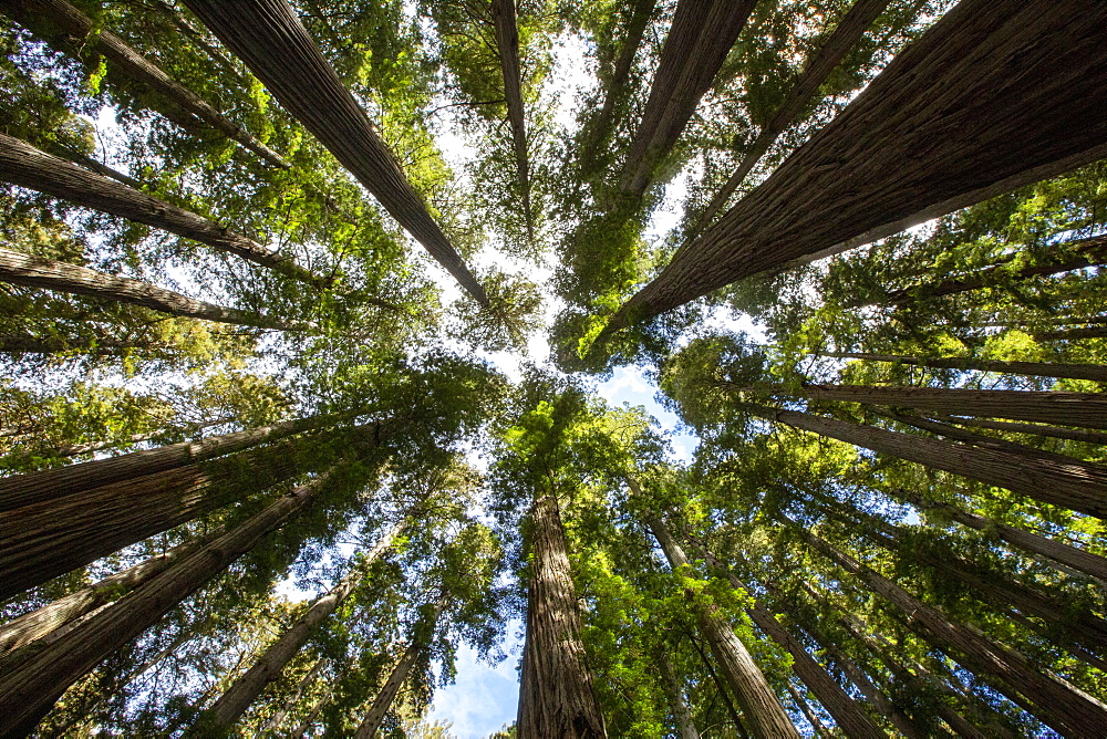 Among giant redwoods on the Boy Scout Tree Trail in Jedediah Smith Redwoods State Park, UNESCO World Heritage Site, California, United States of America, North America