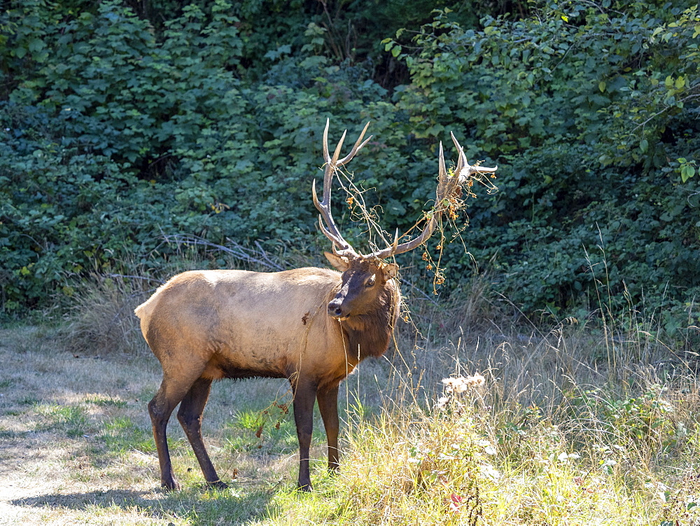 Adult bull Roosevelt elk (Cervus canadensis roosevelti), in rut near Highway 101, California, United States of America, North America