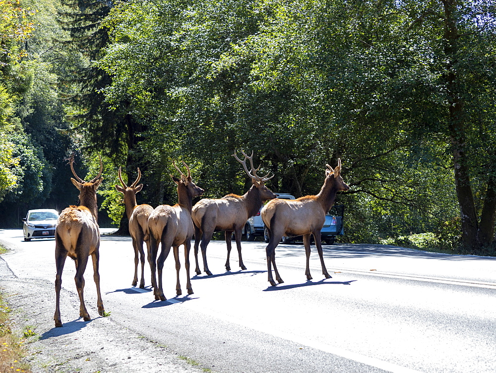 Adult bull Roosevelt elks (Cervus canadensis roosevelti), in rut near Highway 101, California, United States of America, North America