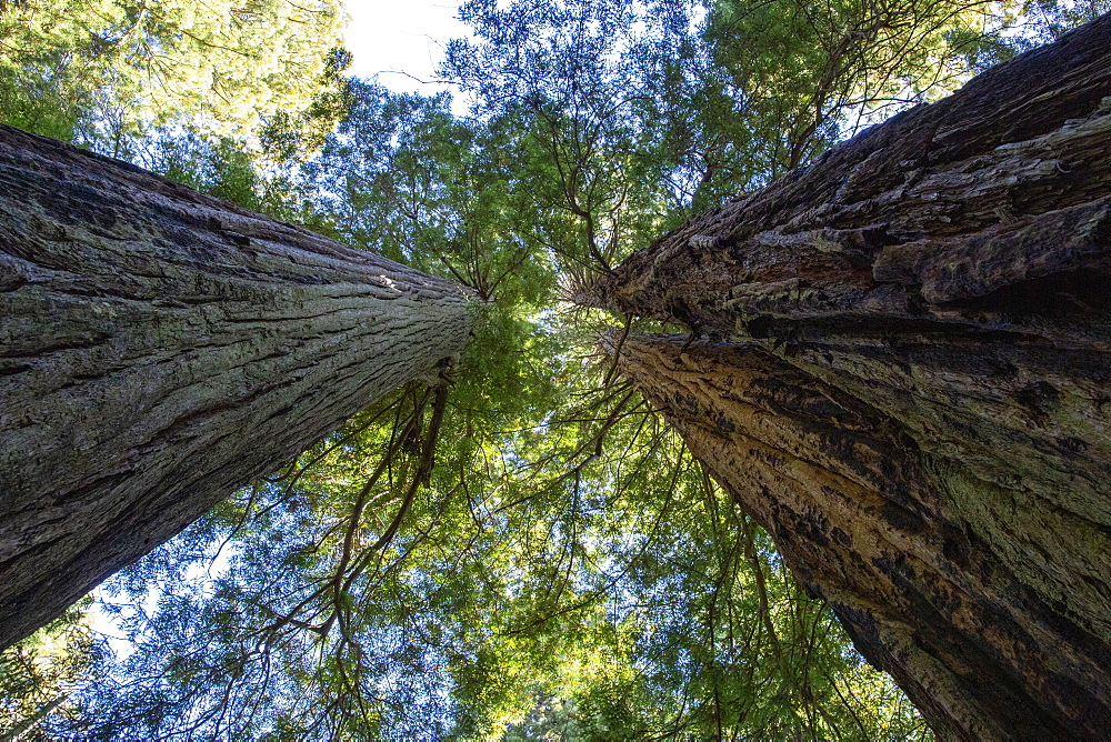 Giant redwoods on the Lady Bird Johnson Trail in Redwood National Park, UNESCO World Heritage Site, California, United States of America, North America