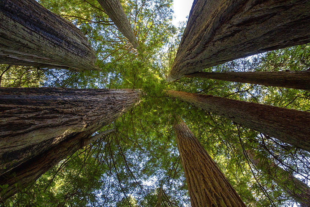 Giant redwoods on the Lady Bird Johnson Trail in Redwood National Park, UNESCO World Heritage Site, California, United States of America, North America