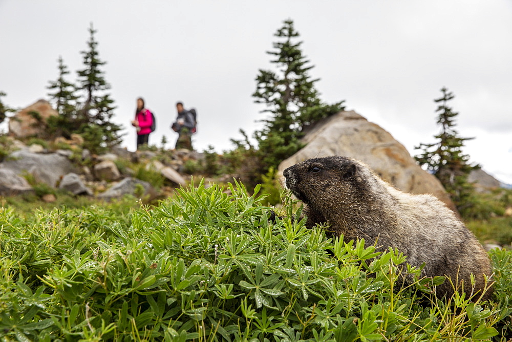 Adult hoary marmot (Marmota caligata), on the Deadhorse Creek Trail, Mount Rainier National Park, Washington State, United States of America, North America