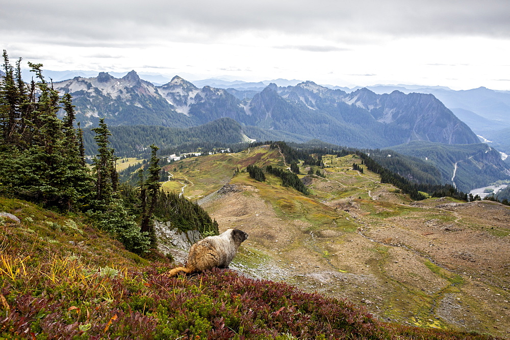 Adult hoary marmot (Marmota caligata), on the Skyline Trail, Mount Rainier National Park, Washington State, United States of America, North America