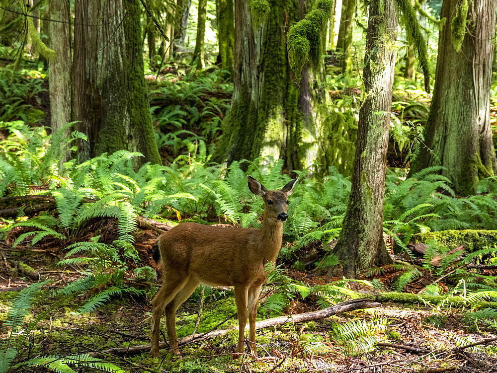 Columbian black-tailed deer (Odocoileus hemionus columbianus), Olympic National Park, UNESCO World Heritage Site, Washington State, United States of America, North America