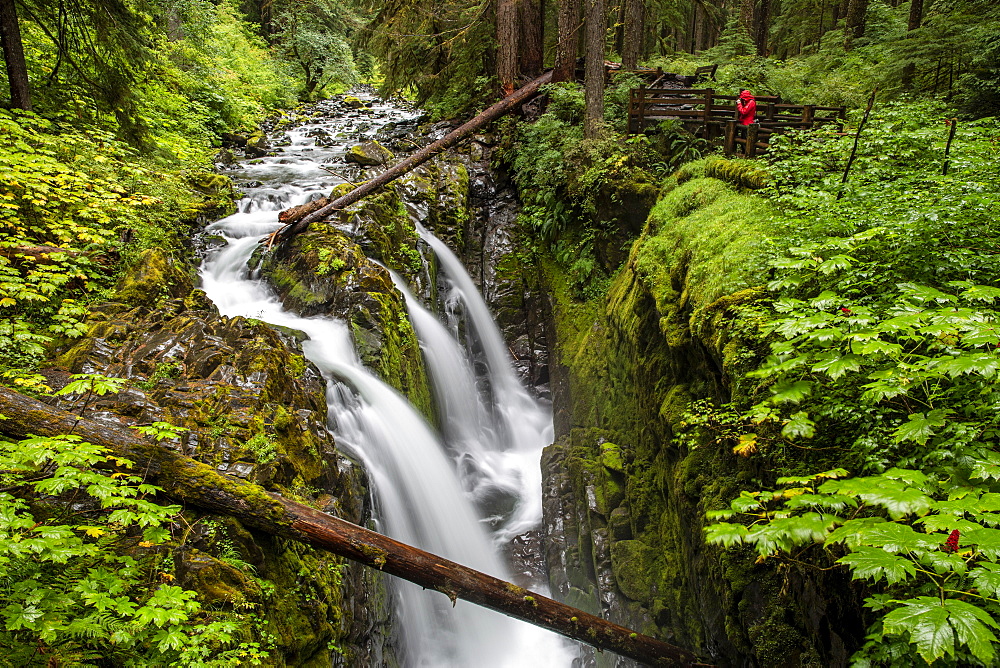 Photographer on the Sol Duc Falls Trail, Sol Duc Valley, Olympic National Park, UNESCO World Heritage Site, Washington State, United States of America, North America