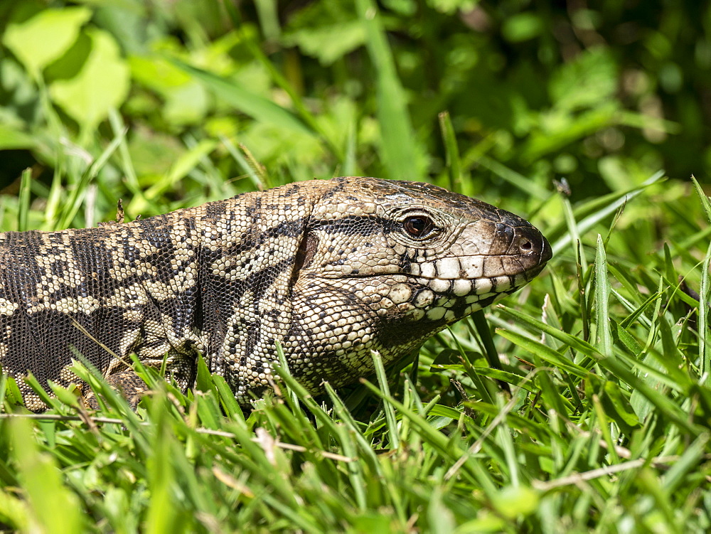 An adult Argentine black and white tegu (Salvator merianae), Iguacu Falls, Misiones Province, Argentina, South America