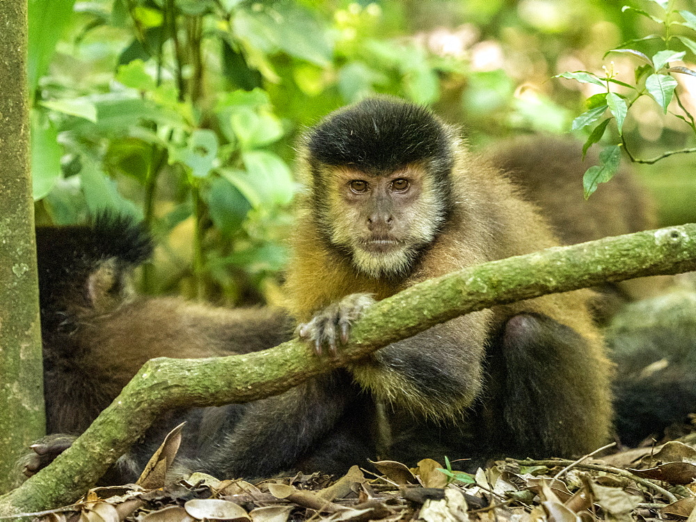 An adult black capuchin monkey (Sapajus nigritus), near the trail at Iguacu Falls, Misiones Province, Argentina, South America