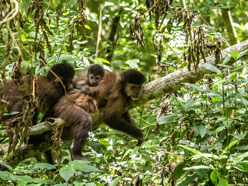 An adult black capuchin monkey (Sapajus nigritus) with youngster on its back at Iguacu Falls, Misiones Province, Argentina, South America