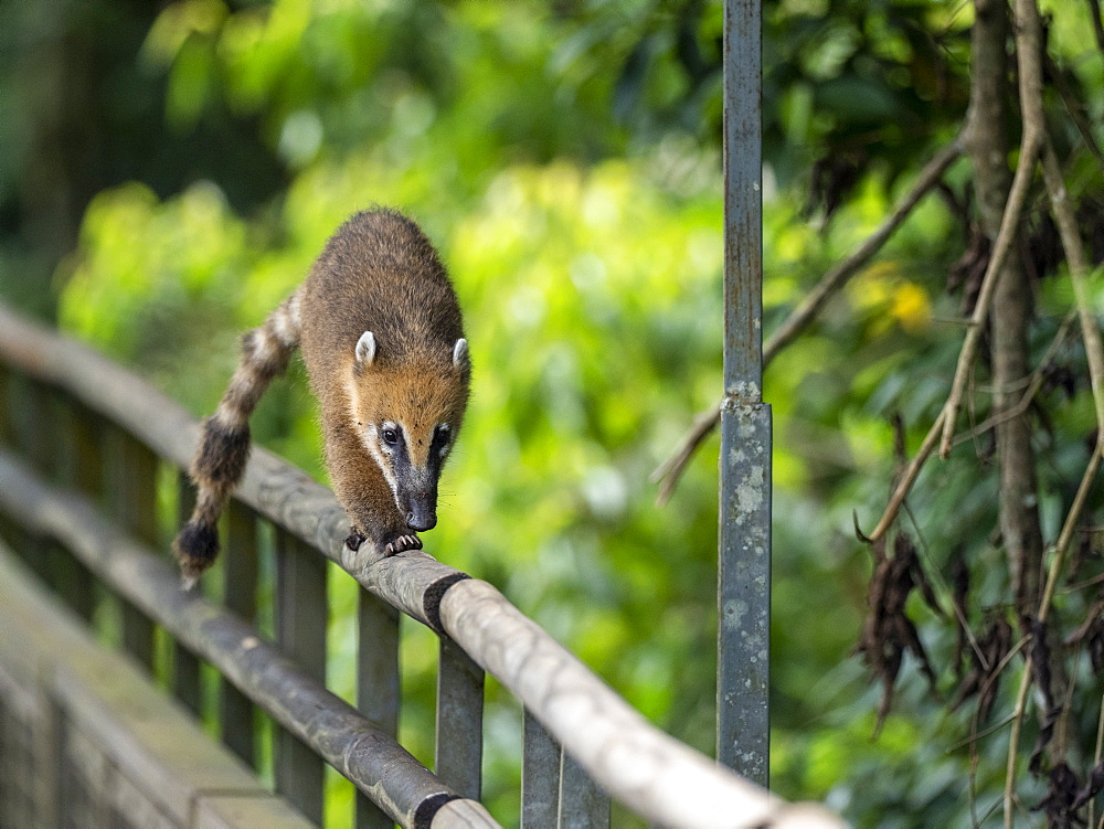 Young South American coati (Nasua nasua), near the trail at Iguacu Falls, Misiones Province, Argentina, South America