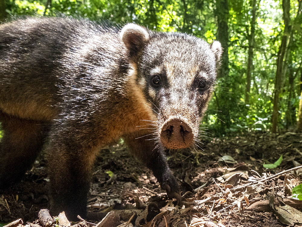 Curious adult South American coati (Nasua nasua), near the trail at Iguacu Falls, Misiones Province, Argentina, South America