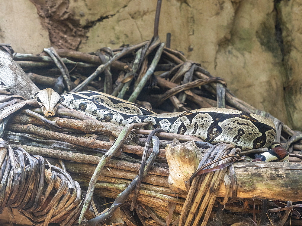 Captive adult Boa constrictor (Boa constrictor), Parque das Aves, Foz do Iguacu, Parana State, Brazil, South America