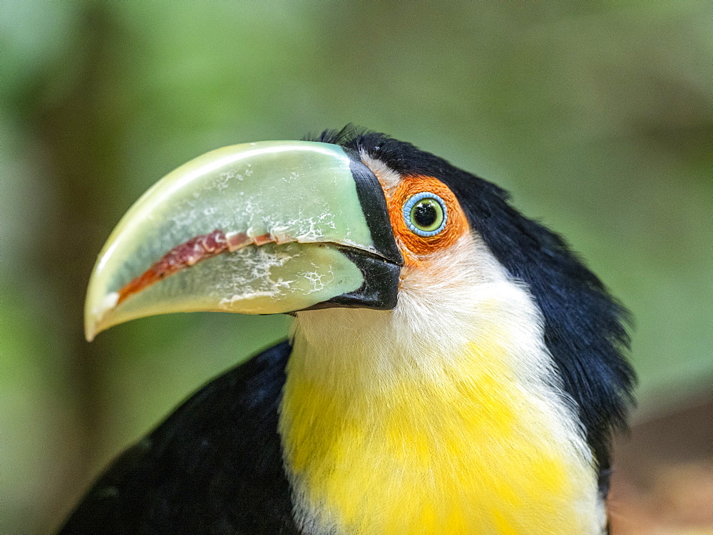 Captive red-breasted toucan (Ramphastos dicolorus), Parque das Aves, Foz do Iguacu, Parana State, Brazil, South America