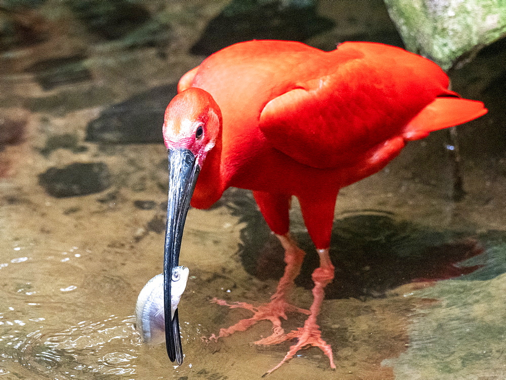 Captive scarlet ibis (Eudocimus ruber) with fish, Parque das Aves, Foz do Iguacu, Parana State, Brazil, South America