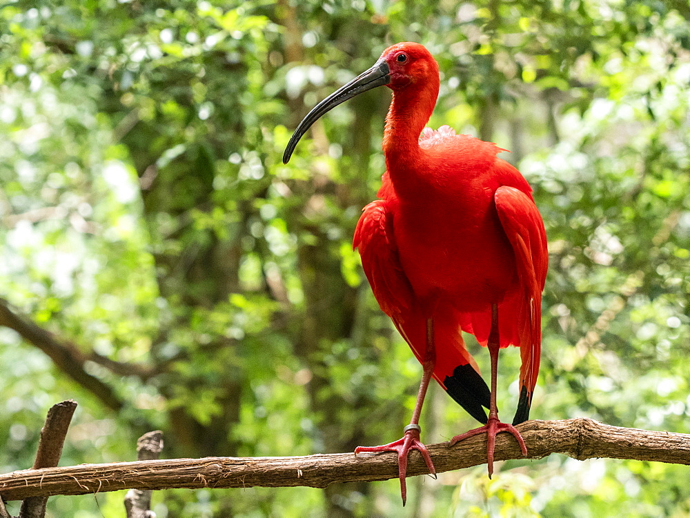 Captive scarlet ibis (Eudocimus ruber), Parque das Aves, Foz do Iguacu, Parana State, Brazil, South America