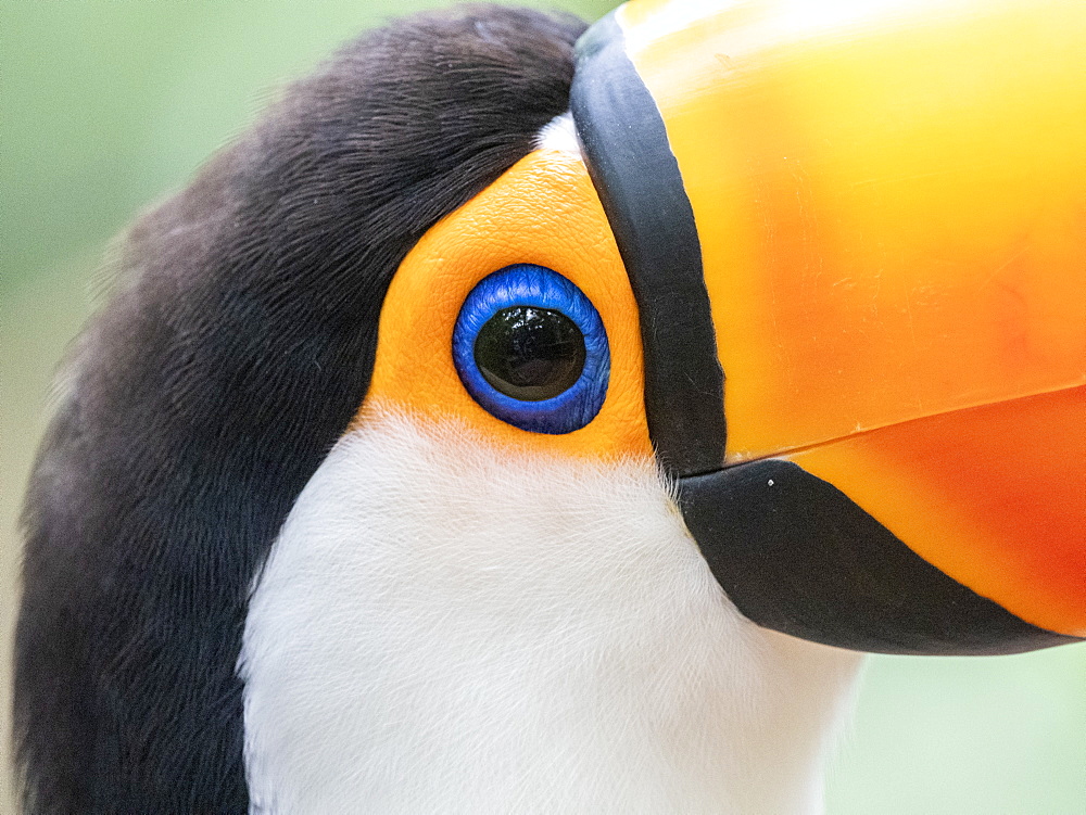 Captive toco toucan (Ramphastos toco), Parque das Aves, Foz do Iguacu, Parana State, Brazil, South America