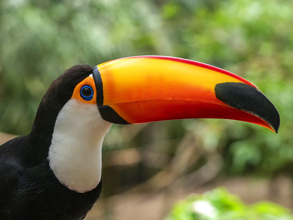 Captive toco toucan (Ramphastos toco), Parque das Aves, Foz do Iguacu, Parana State, Brazil, South America