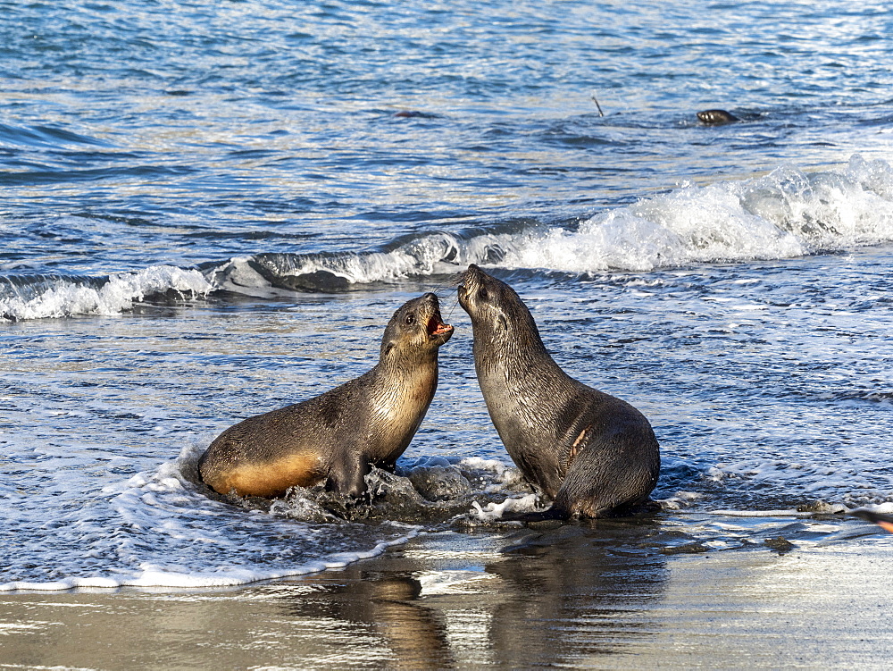 Juvenile Antarctic fur seals (Arctocephalus gazella) in the surf at Gold Harbor, South Georgia, Polar Regions