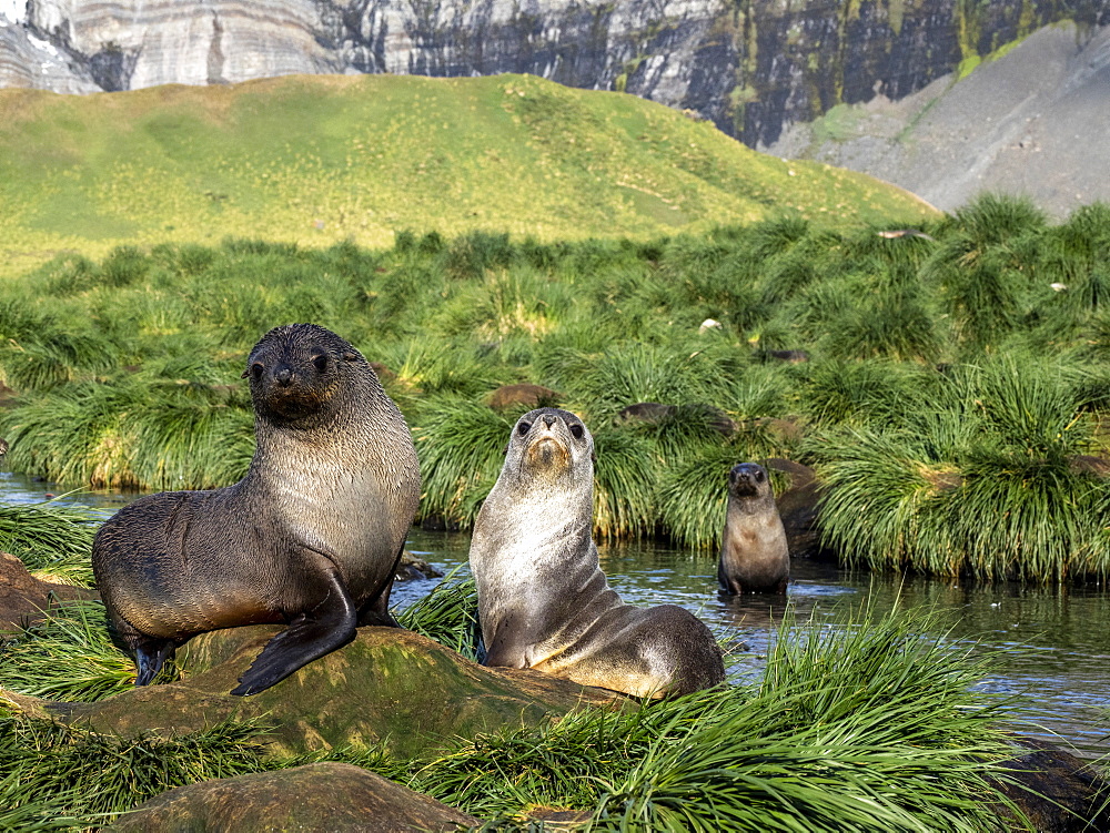 Juvenile Antarctic fur seals (Arctocephalus gazella) in the tussock grass at Gold Harbor, South Georgia, Polar Regions