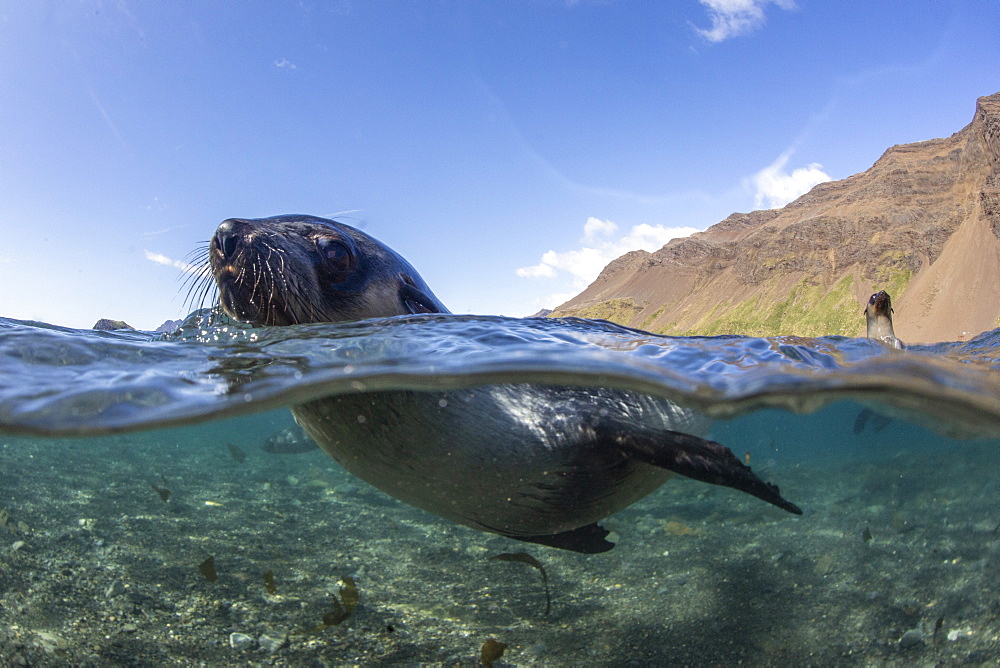 Curious juvenile Antarctic fur seal (Arctocephalus gazella), in the water at Stromness Harbor, South Georgia, Polar Regions