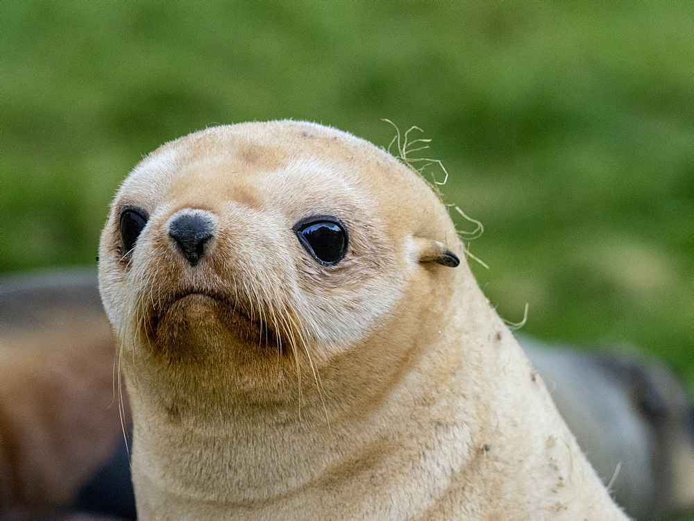 Juvenile leucistic Antarctic fur seal (Arctocephalus gazella), St. Andrews Bay, South Georgia, Polar Regions