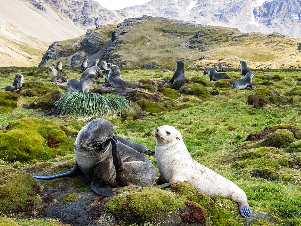 Juvenile leucistic Antarctic fur seal (Arctocephalus gazella), with its mother in Stromness Harbor, South Georgia, Polar Regions