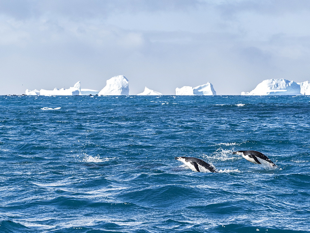 Adult chinstrap penguins (Pygoscelis antarcticus) porpoising through the sea in Cooper Bay, South Georgia, Polar Regions