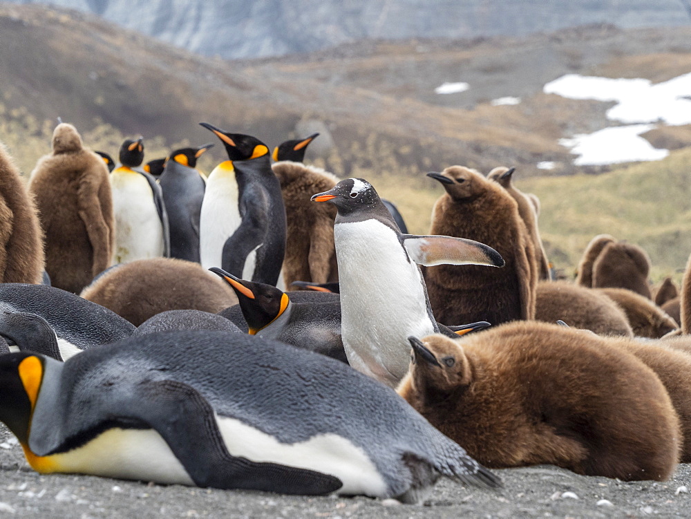 Adult gentoo penguin (Pygoscelis papua), amongst king penguins in Gold Harbor, South Georgia, Polar Regions