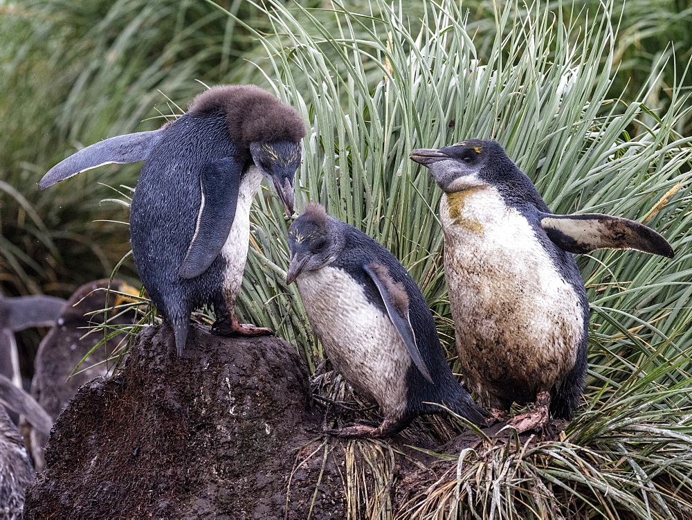 Molting macaroni penguin chicks (Eudyptes chrysolophus), Cooper Bay, South Georgia, Polar Regions