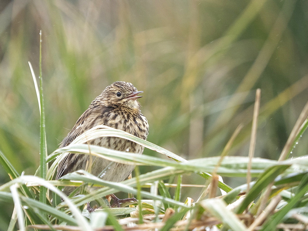 Adult endemic South Georgia pipit (Anthus antarcticus), in tussah grass in Stromness Harbor, South Georgia, Polar Regions