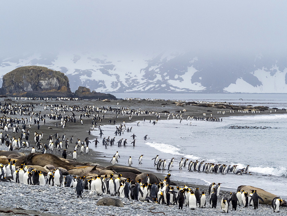 King penguin (Aptenodytes patagonicus) breeding colony at Salisbury Plain, South Georgia, Polar Regions