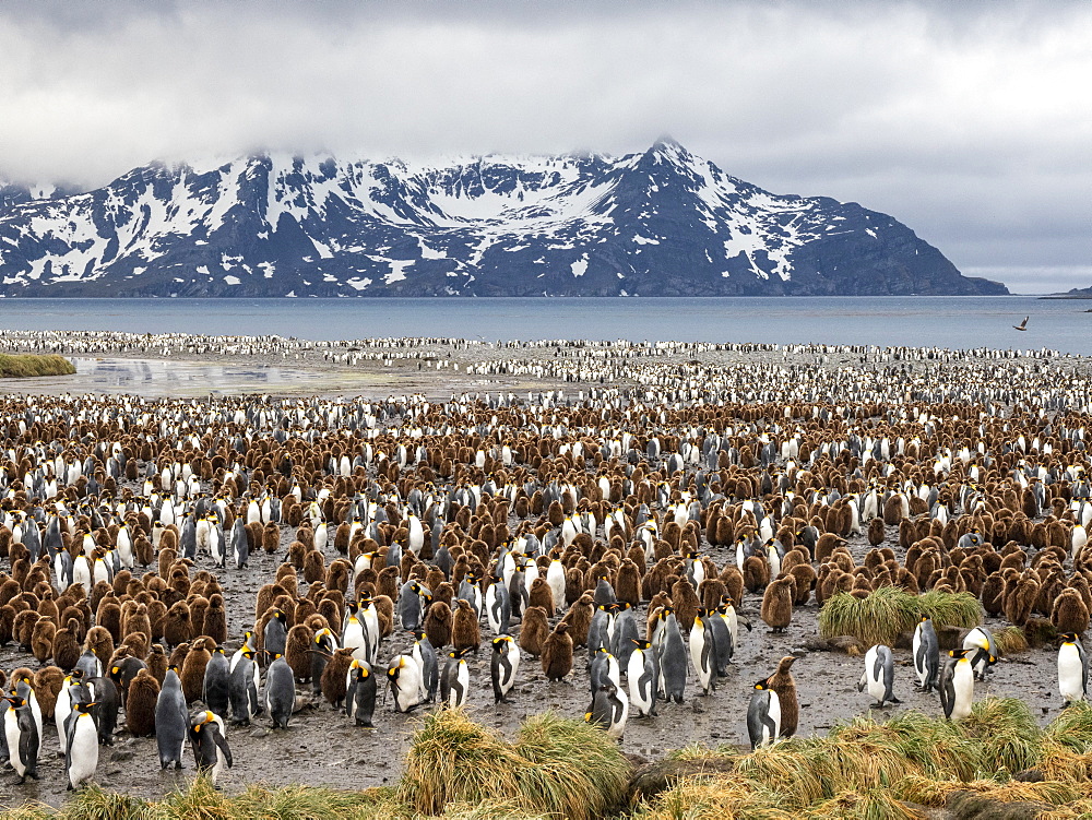 King penguin (Aptenodytes patagonicus) breeding colony at Salisbury Plain, South Georgia, Polar Regions