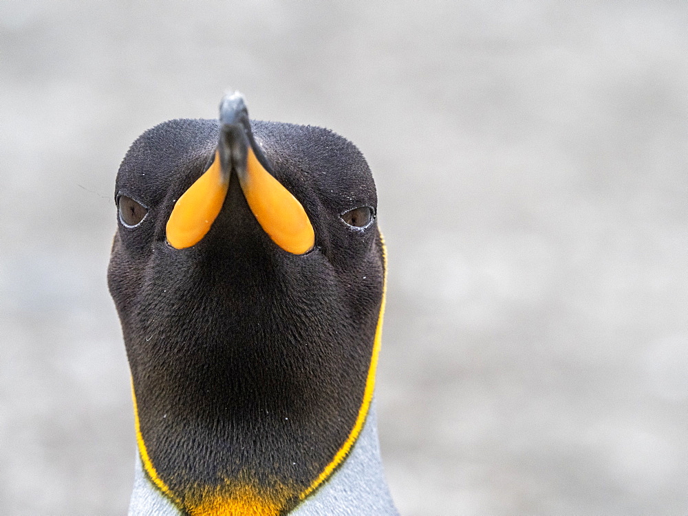 King penguin (Aptenodytes patagonicus) head detail at its breeding colony at Gold Harbor, South Georgia, Polar Regions