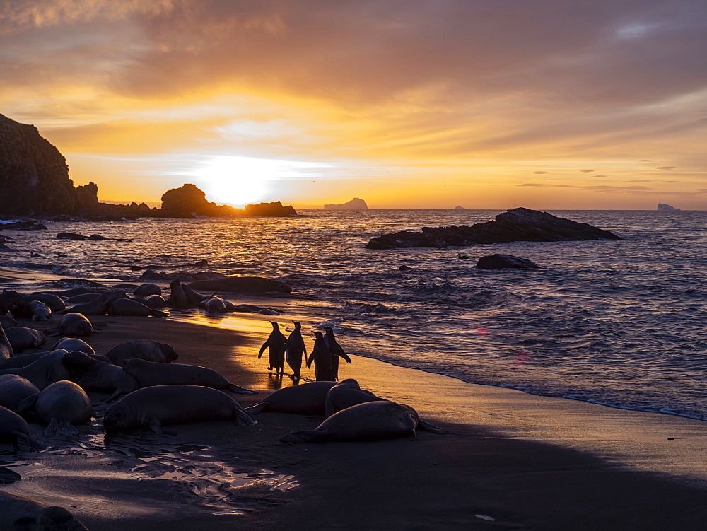 Sunrise on king penguin (Aptenodytes patagonicus) breeding colony at Gold Harbor, South Georgia, Polar Regions