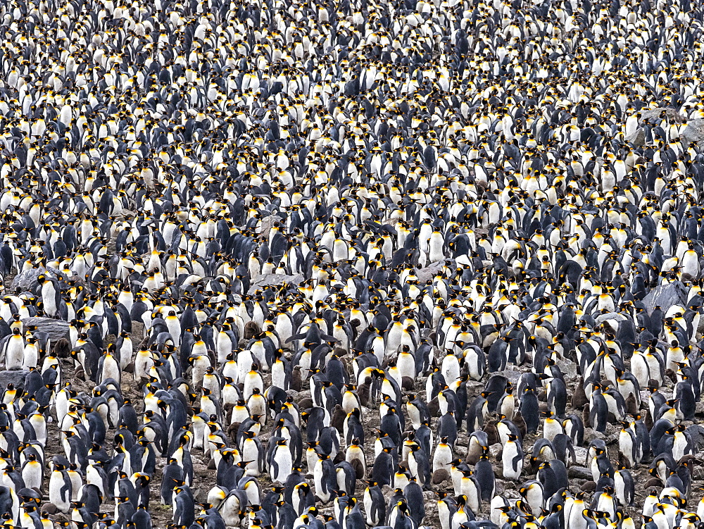 King penguin (Aptenodytes patagonicus) breeding colony at Gold Harbor, South Georgia, Polar Regions