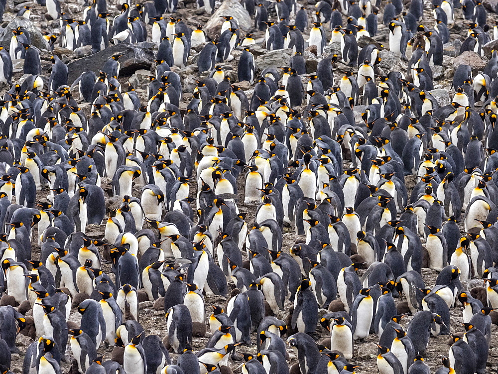 King penguin (Aptenodytes patagonicus) breeding colony at Gold Harbor, South Georgia, Polar Regions