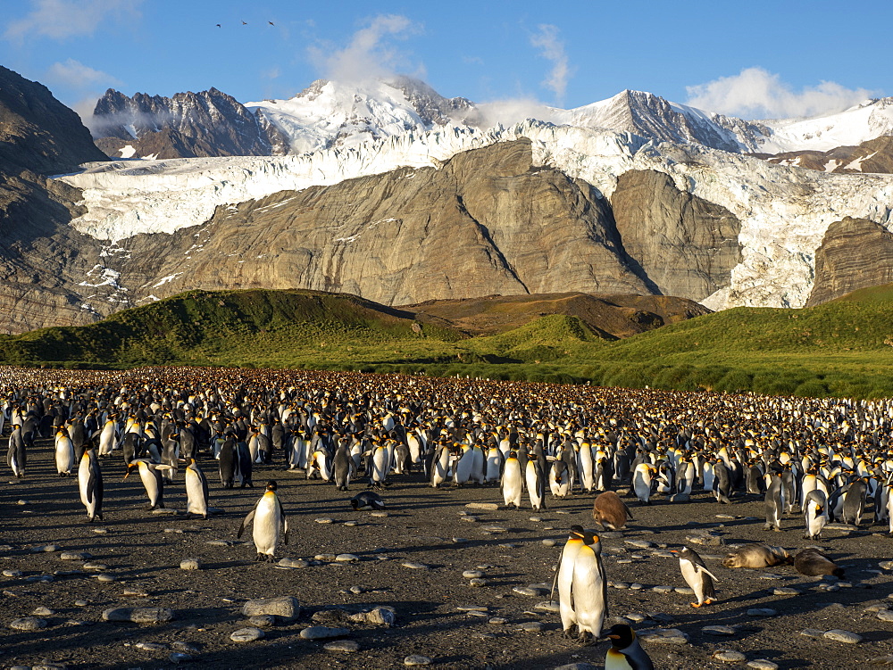 King penguins (Aptenodytes patagonicus) at breeding colony in Gold Harbor, South Georgia, Polar Regions