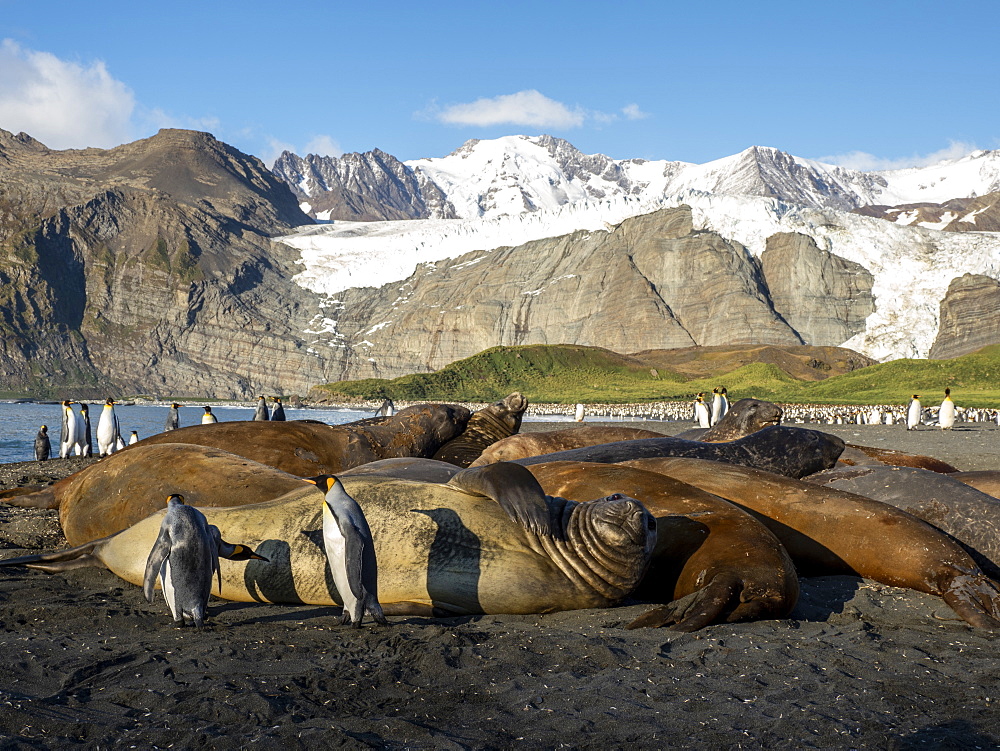 King penguins (Aptenodytes patagonicus), near bull elephant seal in Gold Harbor, South Georgia, Polar Regions