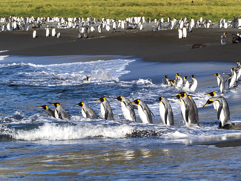 King penguin (Aptenodytes patagonicus) adults returning to sea for feeding in Gold Harbor, South Georgia, Polar Regions