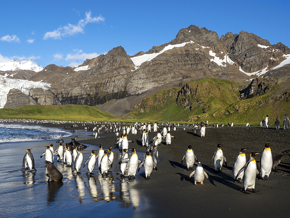 King penguin (Aptenodytes patagonicus) adults returning to sea for feeding in Gold Harbor, South Georgia, Polar Regions