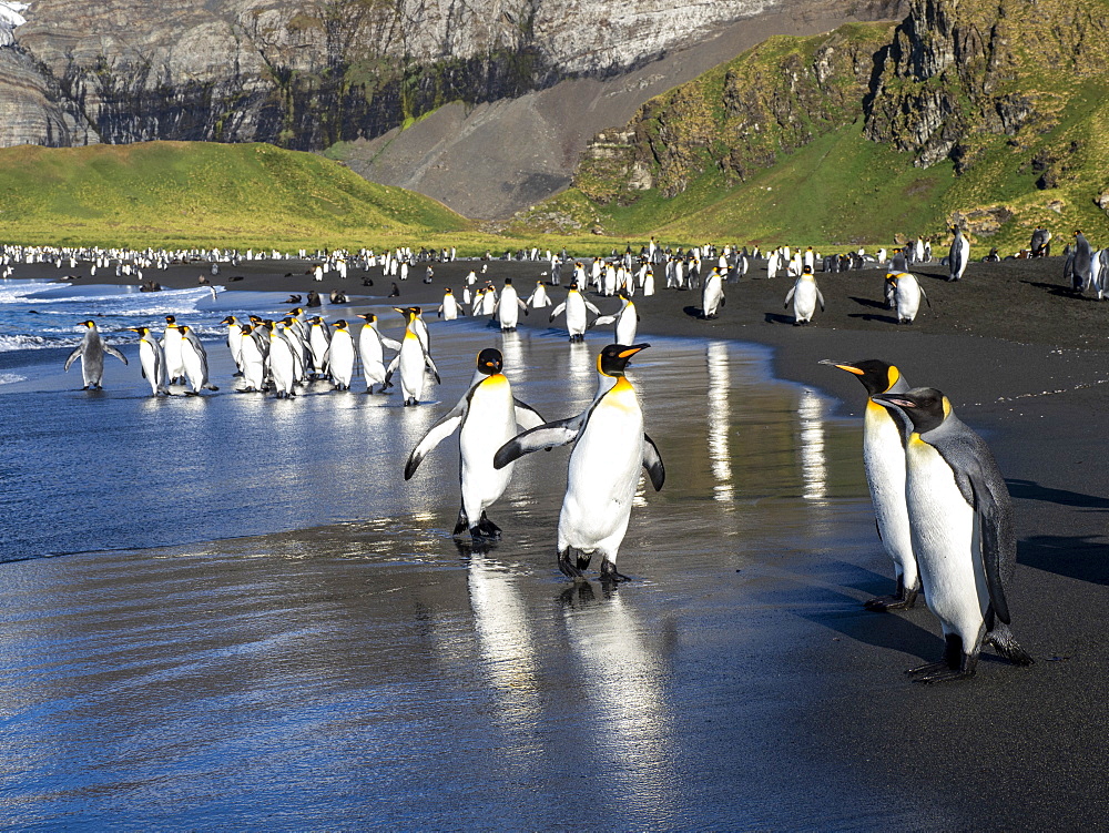 King penguin (Aptenodytes patagonicus) adults returning to sea for feeding in Gold Harbor, South Georgia, Polar Regions