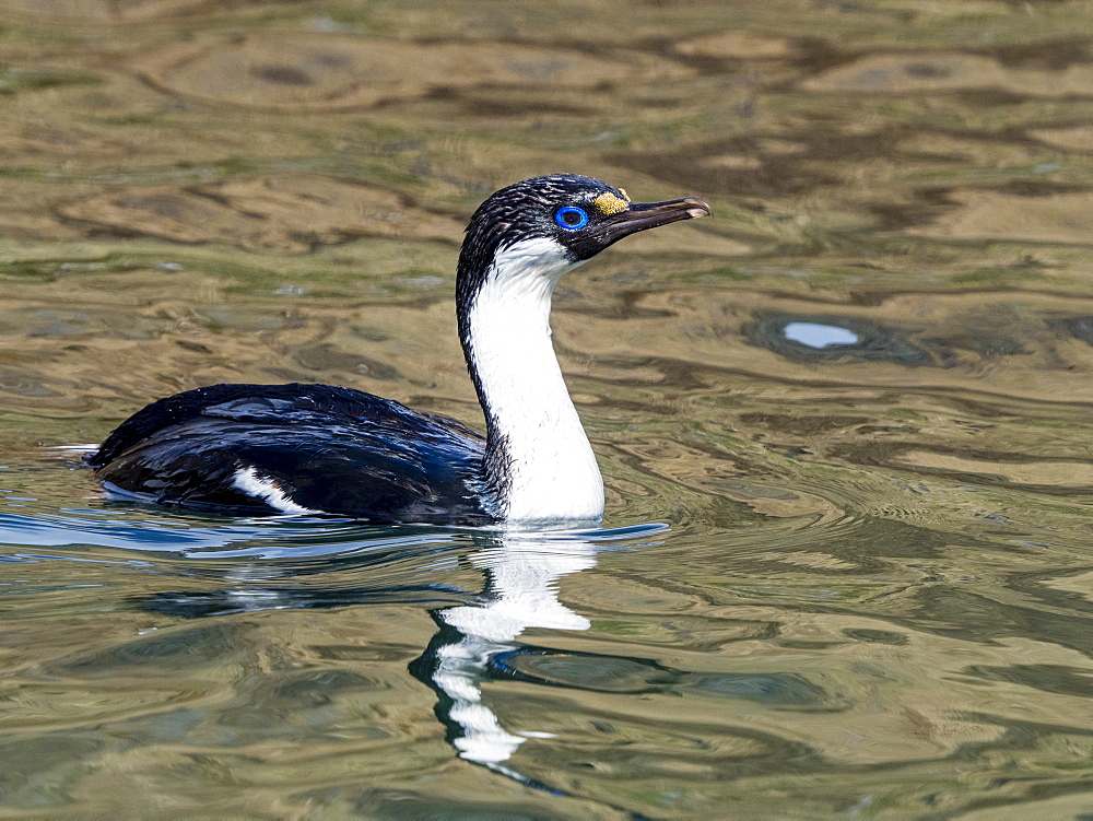 Adult South Georgia shag (Leucocarbo atriceps georgianus), foraging at Godthul, South Georgia, Polar Regions