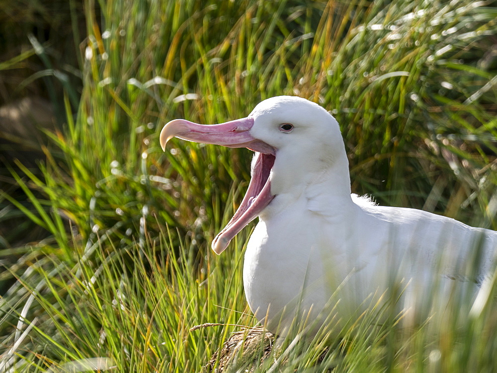 Wandering albatross (Diomedea exulans) on nest site on Prion Island, Bay of Isles, South Georgia, Polar Regions