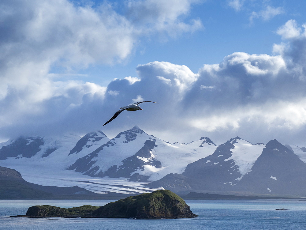 Adult wandering albatross (Diomedea exulans) in flight near Prion Island, Bay of Isles, South Georgia, Polar Regions