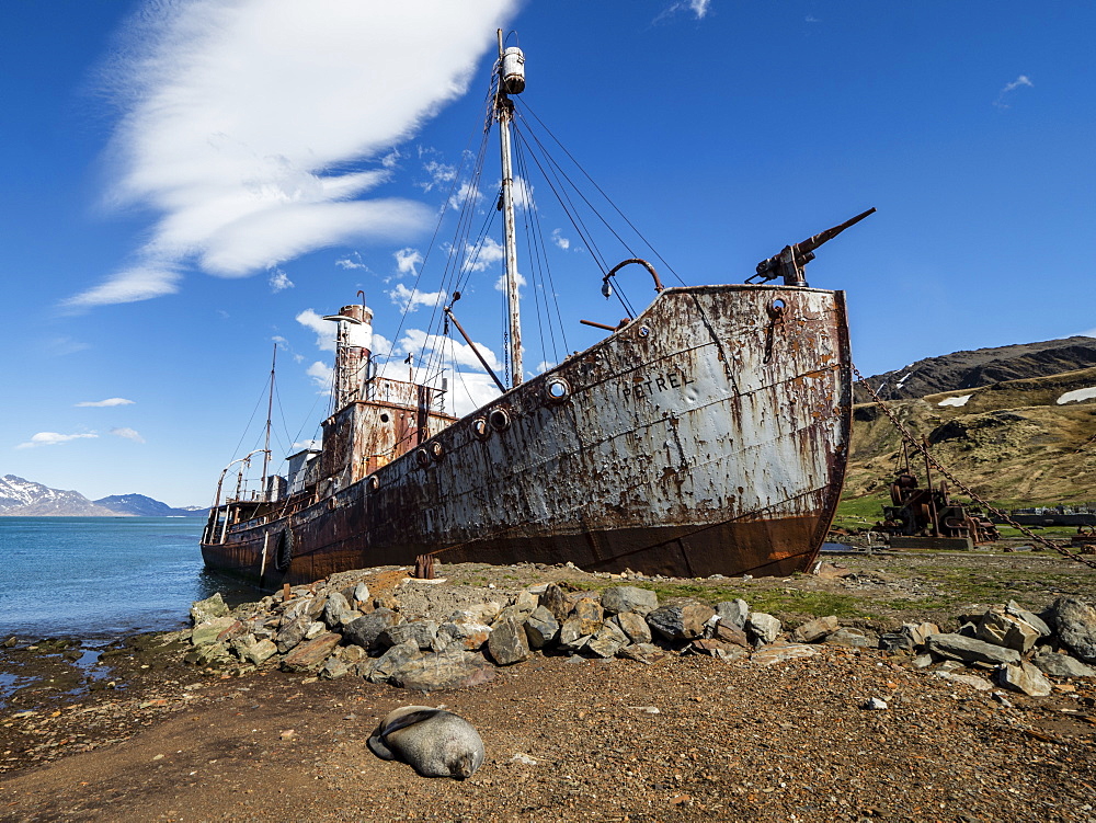 Rusting catcher boat at the abandoned Norwegian whaling station at Grytviken, East Cumberland Bay, South Georgia, Polar Regions