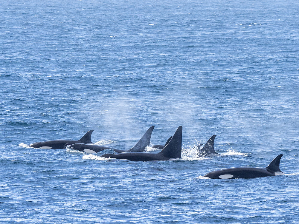 A pod of Type A killer whales (Orcinus orca), surfacing off the northwest coast of South Georgia, Polar Regions